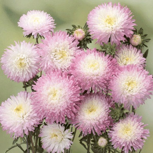 Насіння айстри Шанхайська Троянда рожево-біла (rose-white) /1 г/ *Satimex*