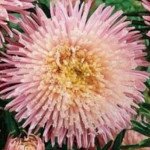 Астра Шанхайская Роза светло-розовая (light pink) /1 г/ *Satimex*