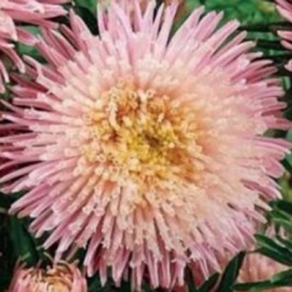 Насіння айстри Шанхайська Троянда світло-рожева (light pink) /1 г/ *Satimex*