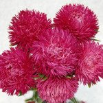 Астра Ювель розовая (pink) /2 г/ *Satimex*