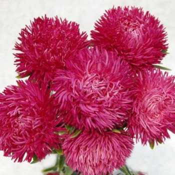 Астра Ювель розовая (pink) /2 г/ *Satimex*