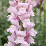 Антірінум Потомак F1 лавандовий (lavender) /100 насінин/ *Pan American*