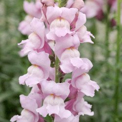 Антірінум Потомак F1 лавандовий (lavender) /100 насінин/ *Pan American*