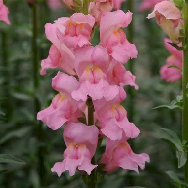 Насіння антірінума Потомак F1 пінк (pink) /100 насінин/ *Pan American*