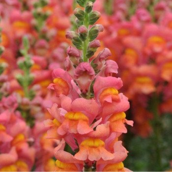 Антиринум Увертюра F1 оранжевый (orange) /100 семян/ *Syngenta*