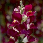 Антиринум Снаптіні F1 бургунди біколор (burgundy bicolor) /100 насінин (драже)/ *Syngenta*