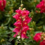 Антиринум Снаптіні F1 рожевий біколор (rose bicolor) /100 насінин (драже)/ *Syngenta*
