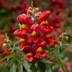 Антиринум Снаптіні F1 санглов (sunglow) /100 насінин (драже)/ *Syngenta*