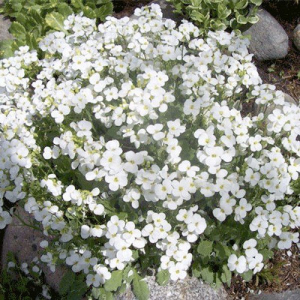 Семена арабиса Литтл Треже белый (white) /100 семян/ *Syngenta*