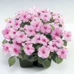 Бальзамін Баланс F1 темно-малиновий /100 насінин/ *Hem Genetics*