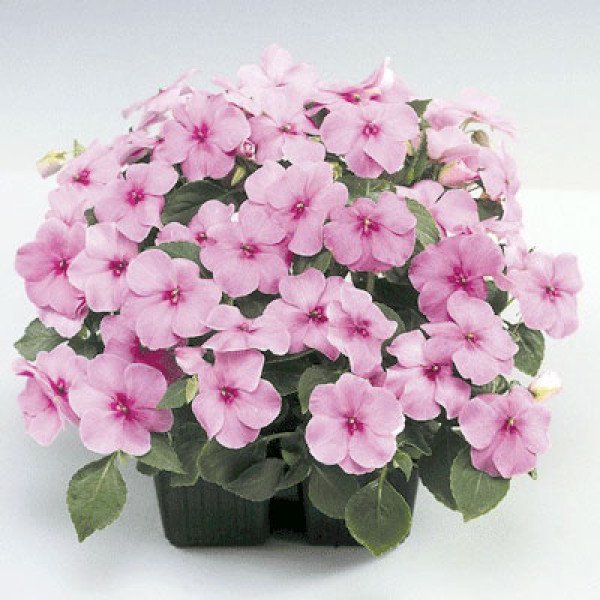 Насіння бальзаміну Баланс F1 темно-малиновий /100 насінин/ *Hem Genetics*