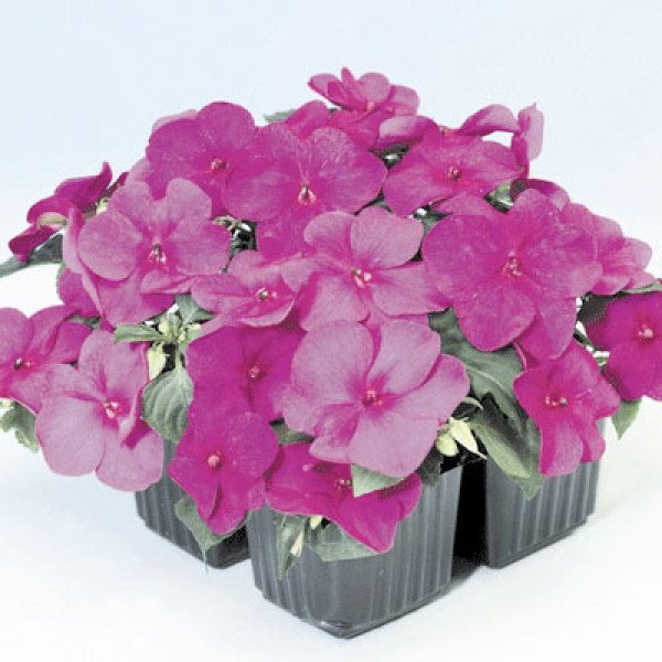 Насіння бальзаміну Баланс F1 фіолетовий (violet) /100 насінин/ *Hem Genetics*