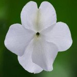 Бальзамин Имара F1 белый (white) /100 семян/ *Syngenta*