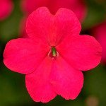 Бальзамін Імара F1 рожевий (rose) /100 насінин/ *Syngenta*