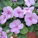 Бальзамін Імара F1 фіолетовий (violet) /100 насінин/ *Syngenta*