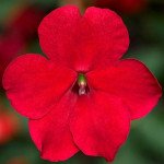 Бальзамин Имара F1 красный (red) /100 семян/ *Syngenta*