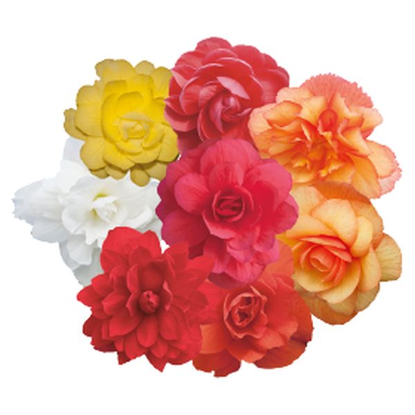 Насіння бегонії Іллюмінейшен F1 суміш (mix) /100 насінин/ *Benary*