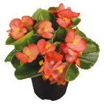 Бегонія Спрінт Плюс F1 помаранчева (orange) /200 насінин/ *Benary*