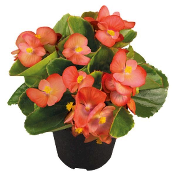 Насіння бегонії Спрінт Плюс F1 помаранчева (orange) /200 насінин/ *Benary*