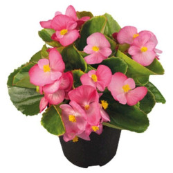 Бегонія Спрінт Плюс F1 рожева (rose) /200 насінин/ *Benary*