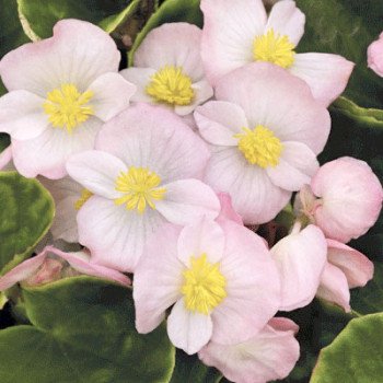 Бегонія Спрінт Плюс F1 яблуневий цвіт (appleblossom) /200 насінин/ *Benary*