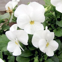 Віола Дельта F1 біла (white) /100 насінин/ *Syngenta*