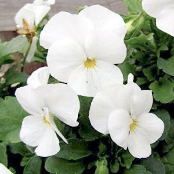 Насіння віоли Дельта F1 біла (white) /100 насінин/ *Syngenta*