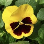 Виола Дельта F1 желтая с глазком (yellow with blotch) /100 семян/ *Syngenta*