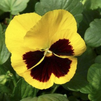 Виола Дельта F1 желтая с глазком (yellow with blotch) /100 семян/ *Syngenta*