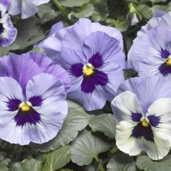 Виола Дельта F1 марина (marina) /100 семян/ *Syngenta*