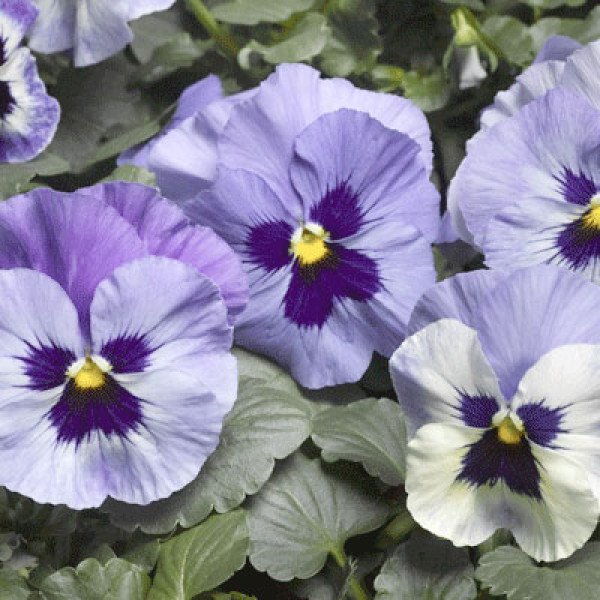 Насіння віоли Дельта F1 маріна (marina) /100 насінин/ *Syngenta*