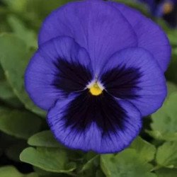 Віола Дельта F1 синя з вічком (blue blotch) /100 насінин/ *Syngenta*