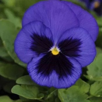 Виола Дельта F1 синяя с глазком (blue blotch) /100 семян/ *Syngenta*