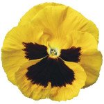 Віола Колоссус F1 жовта з вічком (yellow with blotch) /100 насінин/ *Syngenta*