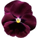 Віола Колоссус F1 рожева з вічком (rose with blotch) /100 насінин/ *Syngenta*