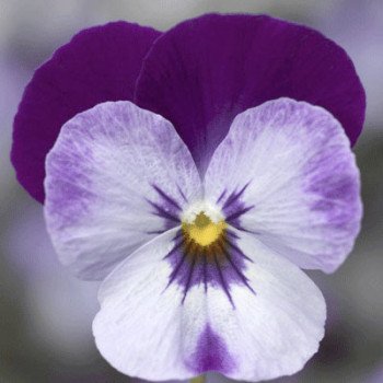 Виола Пенни F1 деним джамп ап (denim jump up) /100 семян/ *Syngenta*