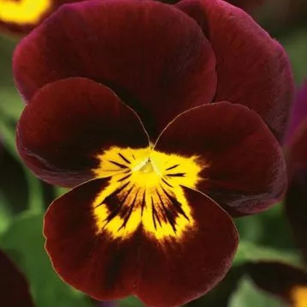 Насіння віоли Пенні F1 ред віз єлов фейс (red with yellow face) /100 насінин/ *Syngenta*