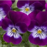 Виола Пенни F1 виолет фейс (violet face) /100 семян/ *Syngenta*