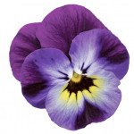Віола Пенні F1 фіолетово-синя (violet blue) /100 насінин/ *Syngenta*