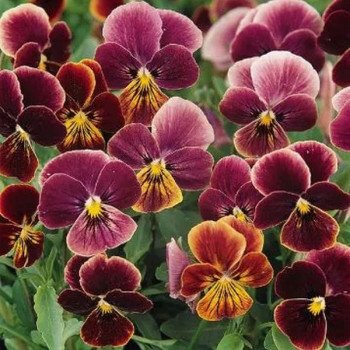 Віола Сорбет XP F1 антік шейдс (antigue shades) /100 насінин/ *Pan American*