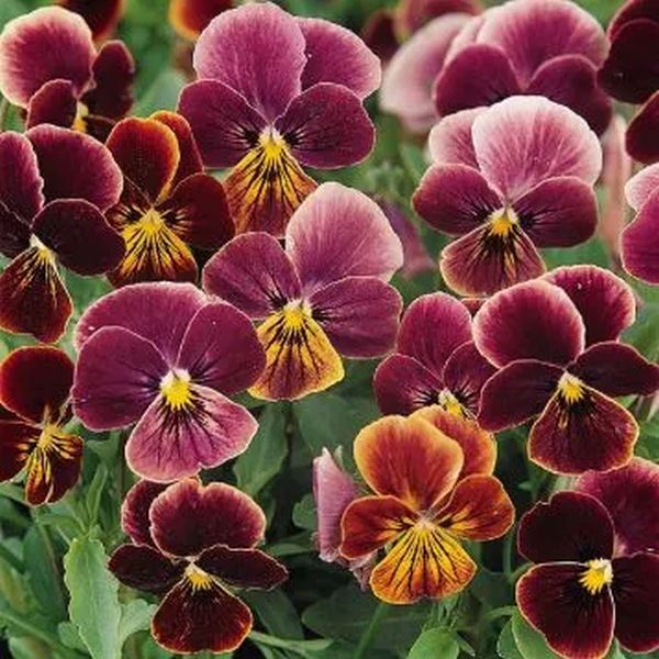 Насіння віоли Сорбет XP F1 антік шейдс (antigue shades) /100 насінин/ *Pan American*