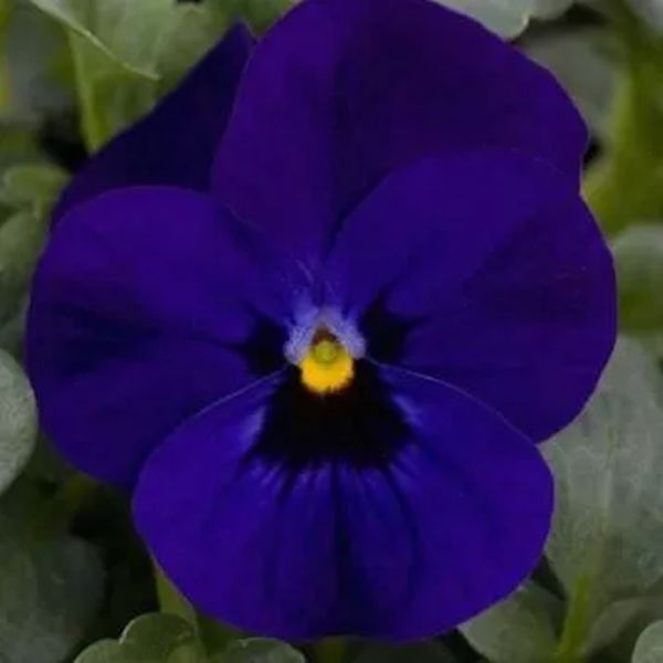 Насіння віоли Сорбет XP F1 беаконсфілд (beaconsfield) /100 насінин/ *Pan American*