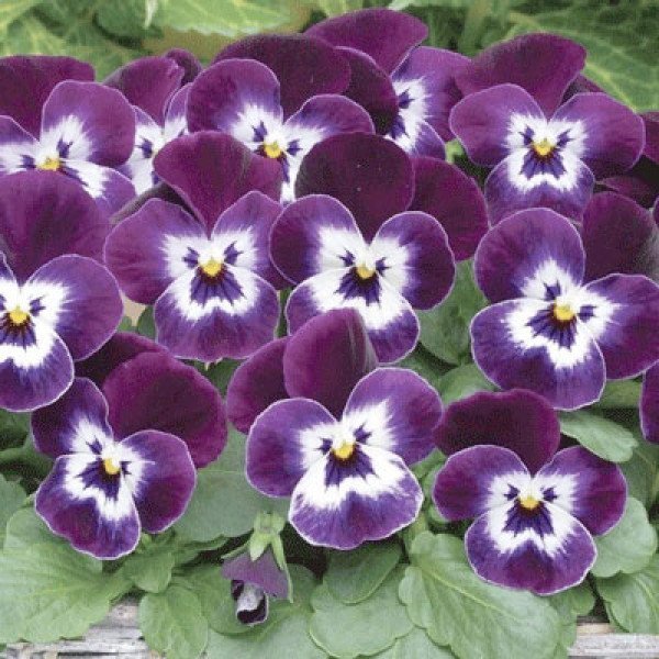 Семена виолы Сорбет XP F1 лилак айс (lilac ice) /100 семян/ *Pan American*