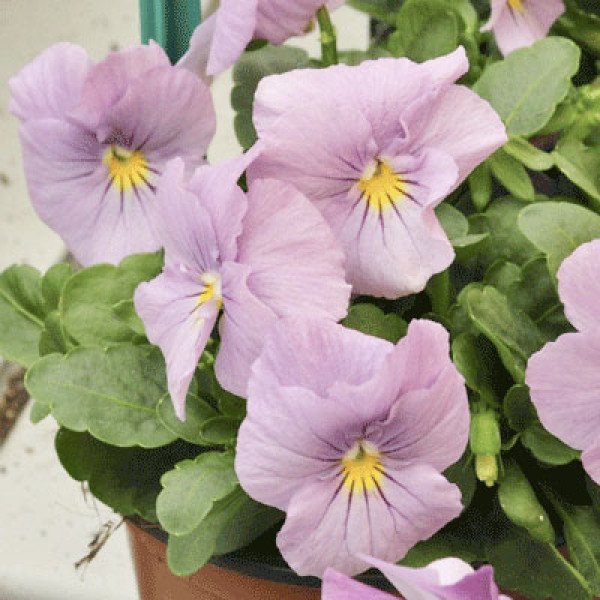 Насіння віоли Сорбет XP F1 маріна (marina) /100 насінин/ *Pan American*