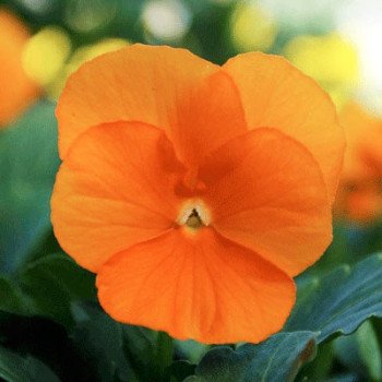 Виола Сорбет XP F1 темно-оранжевая (deep orange) /100 семян/ *Pan American*