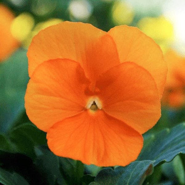 Насіння віоли Сорбет XP F1 темно-помаранчева (deep orange) /100 насінин/ *Pan American*