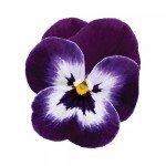 Виола Сорбет XP F1 парпл фейс (purple face) /100 семян/ *Pan American*
