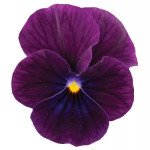 Віола Сорбет XP F1 пурпурна (purple) /100 насінин/ *Pan American*