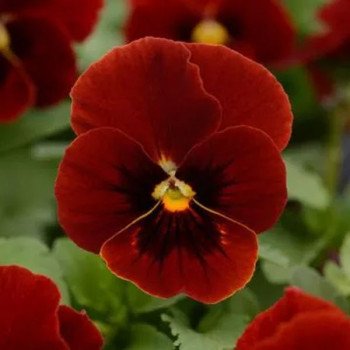 Виола Сорбет XP F1 красная с глазком (red with blotch) /100 семян/ *Pan American*