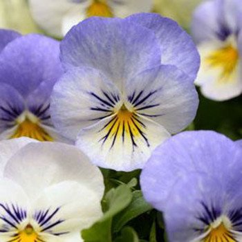 Виола Сорбет XP F1 естедей тудей туморов (yesterday today tomorrow) /100 семян/ *Pan American*